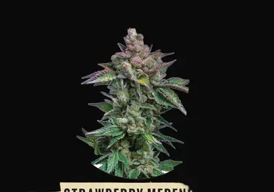 Strawberry Merengue Auto