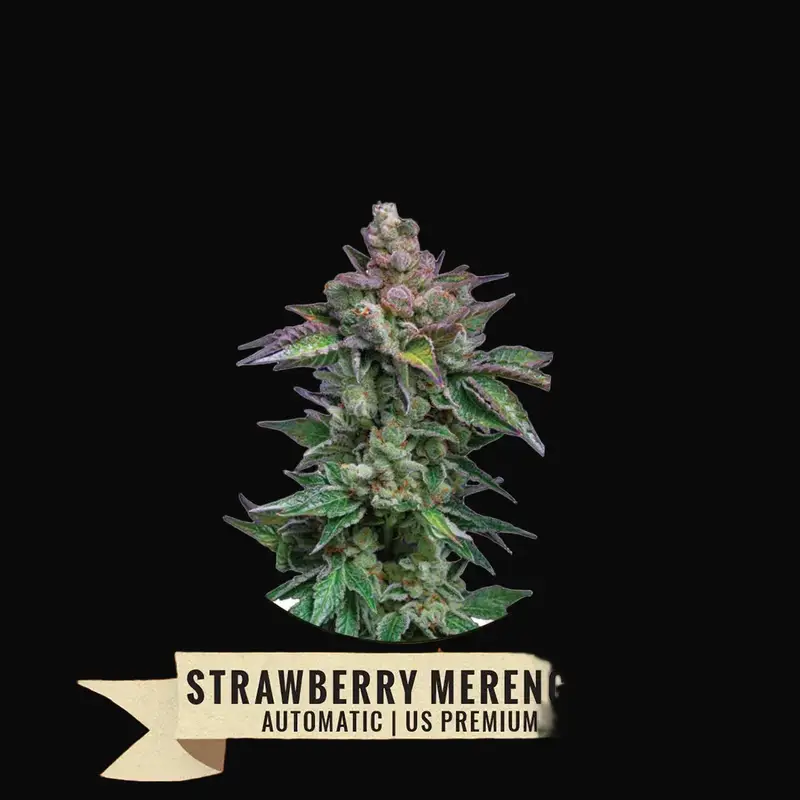 Strawberry Merengue Auto