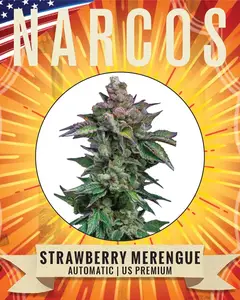 Strawberry Merengue Auto