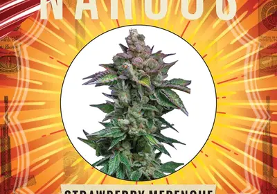 Strawberry Merengue Auto