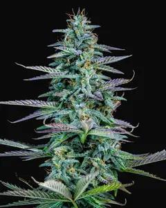 Strawberry Nuggets Auto