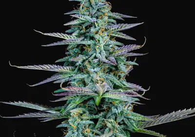 Strawberry Nuggets Auto
