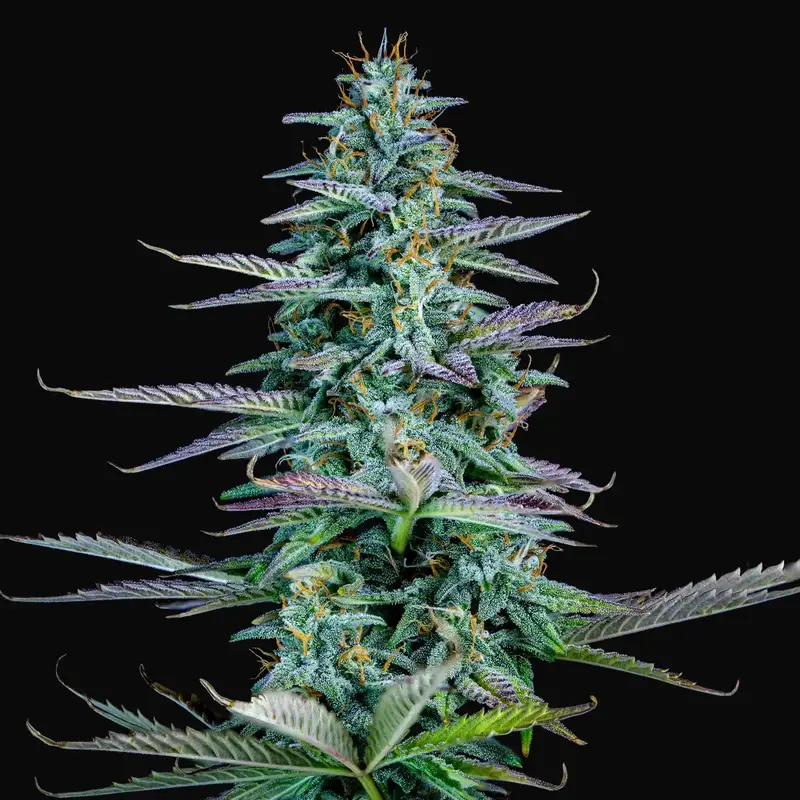 Strawberry Nuggets Auto