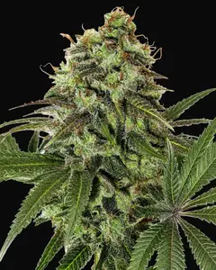 Strawberry OG