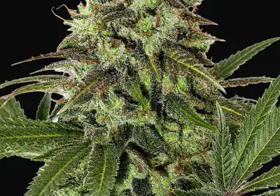 Strawberry OG