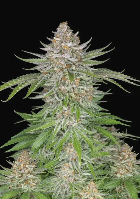 Strawberry Pie Auto