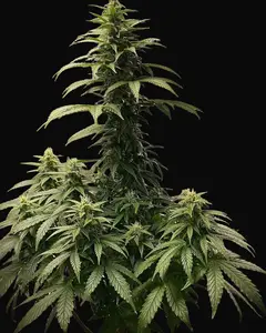 Strawberry Shortcake Auto