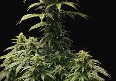 Strawberry Shortcake Auto