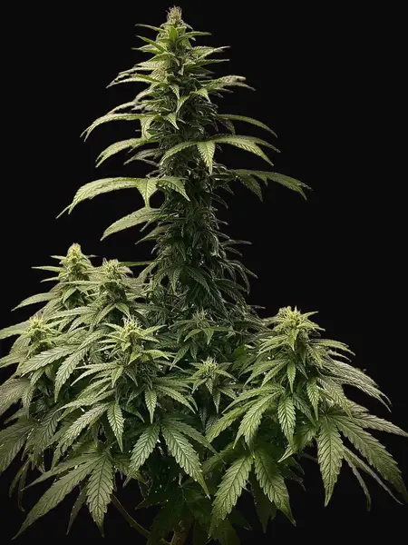 Strawberry Shortcake Auto