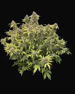 Strawberry Stardust Auto