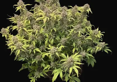 Strawberry Stardust Auto