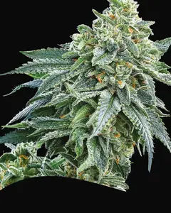 Strawberry Tree