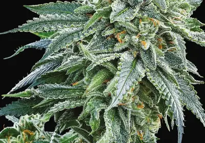 Strawberry Tree
