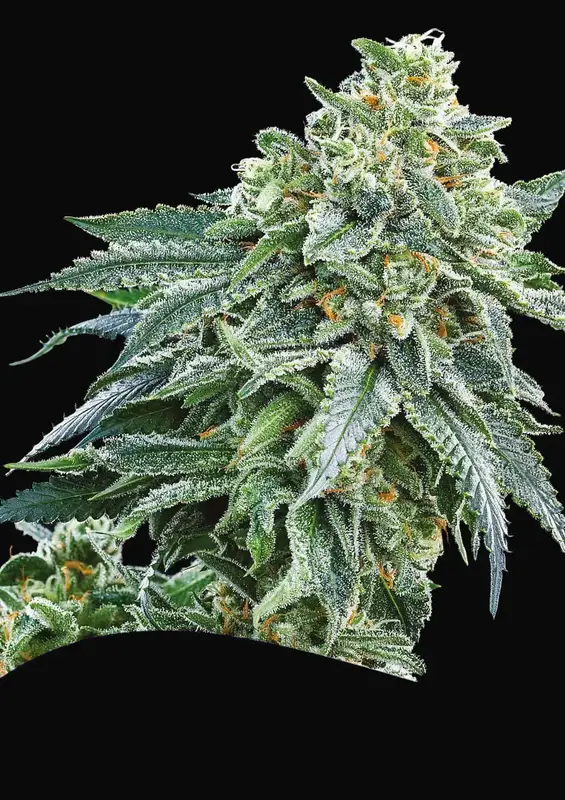 Strawberry Tree