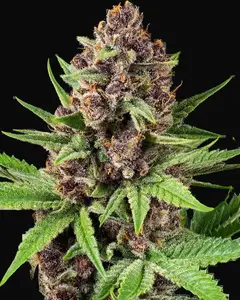 StrawZ Automatic