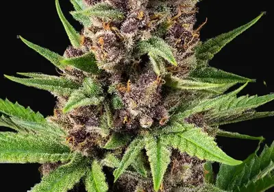 StrawZ Automatic