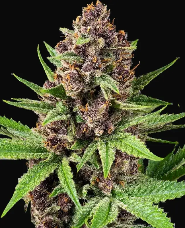 StrawZ Automatic