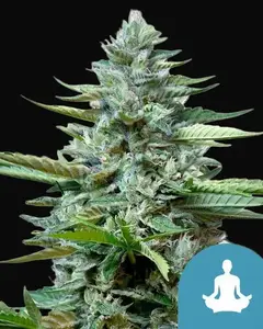 Stress Killer Auto CBD