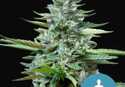 Stress Killer Auto CBD