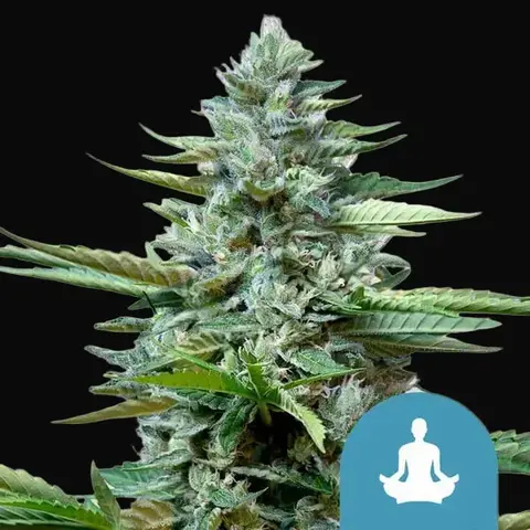 Stress Killer Auto CBD