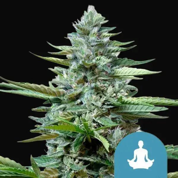 Stress Killer Auto CBD