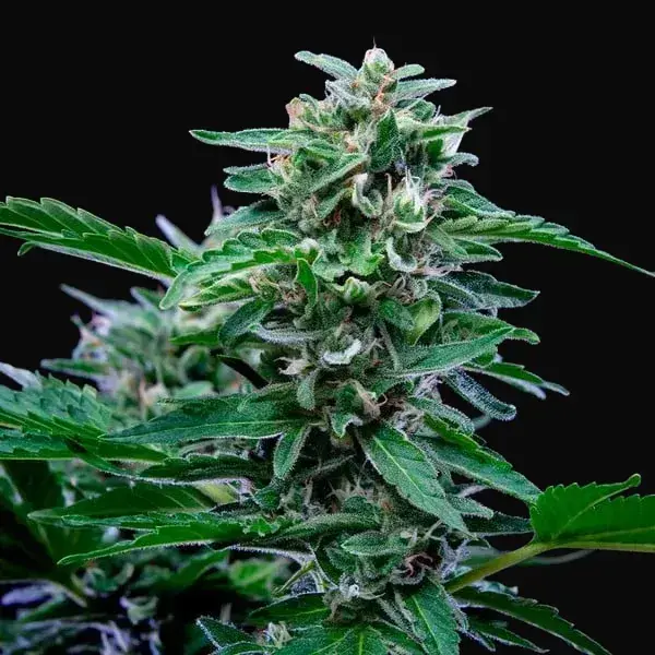 Stress Killer Auto CBD — zdjęcie 4