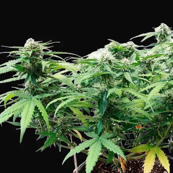 Stress Killer Auto CBD — zdjęcie 9