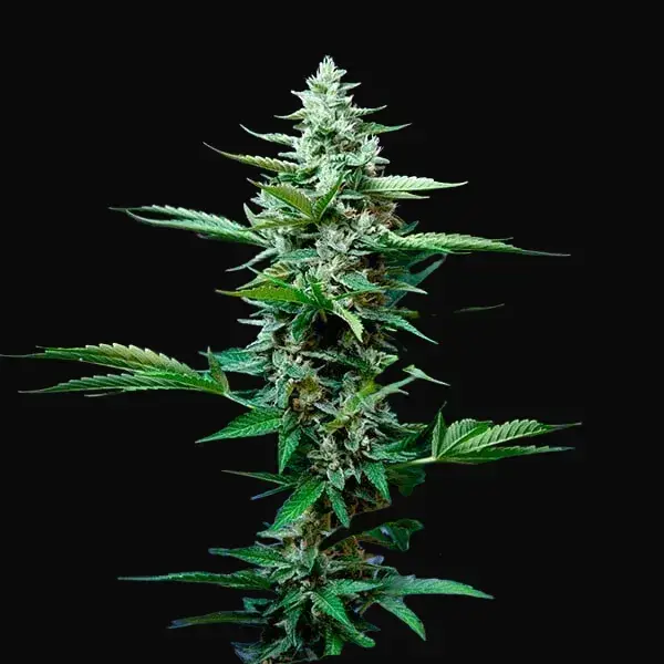 Stress Killer Auto CBD — zdjęcie 8