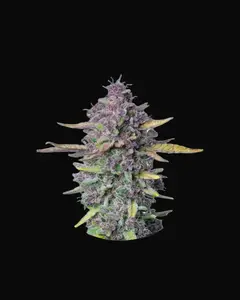 Sueño Purple Punch Auto