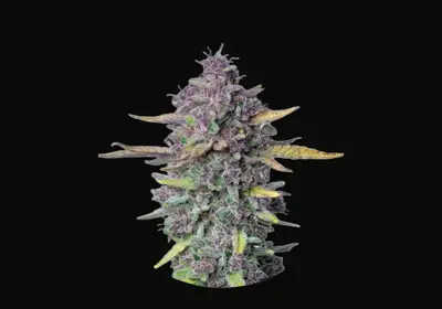 Sueño Purple Punch Auto