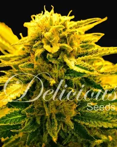 Sugar Black Rose Auto