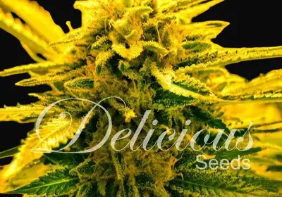 Sugar Black Rose Auto