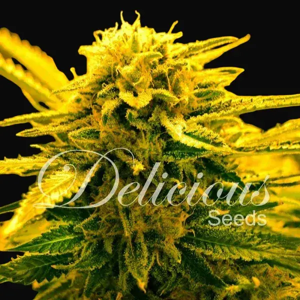 Sugar Black Rose Auto