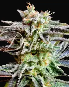 Sugar Black Rose