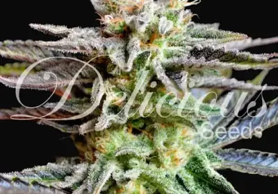 Sugar Black Rose