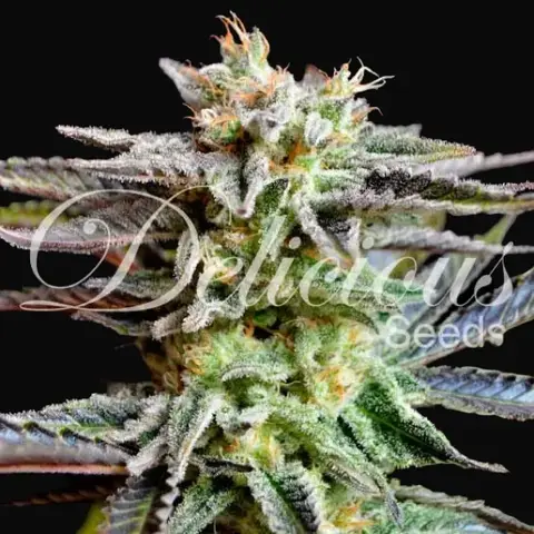 Sugar Black Rose