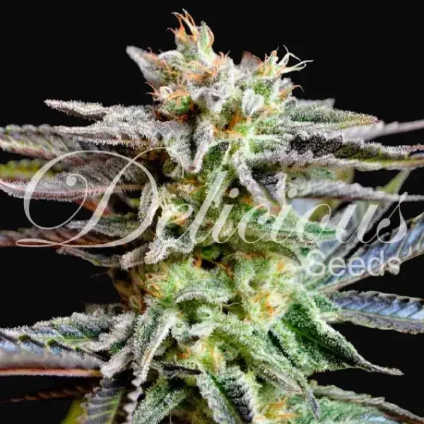 Sugar Black Rose