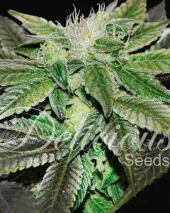 Sugar Candy