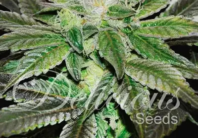 Sugar Candy
