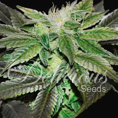 Sugar Candy