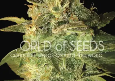 Sugar Mango Ryder