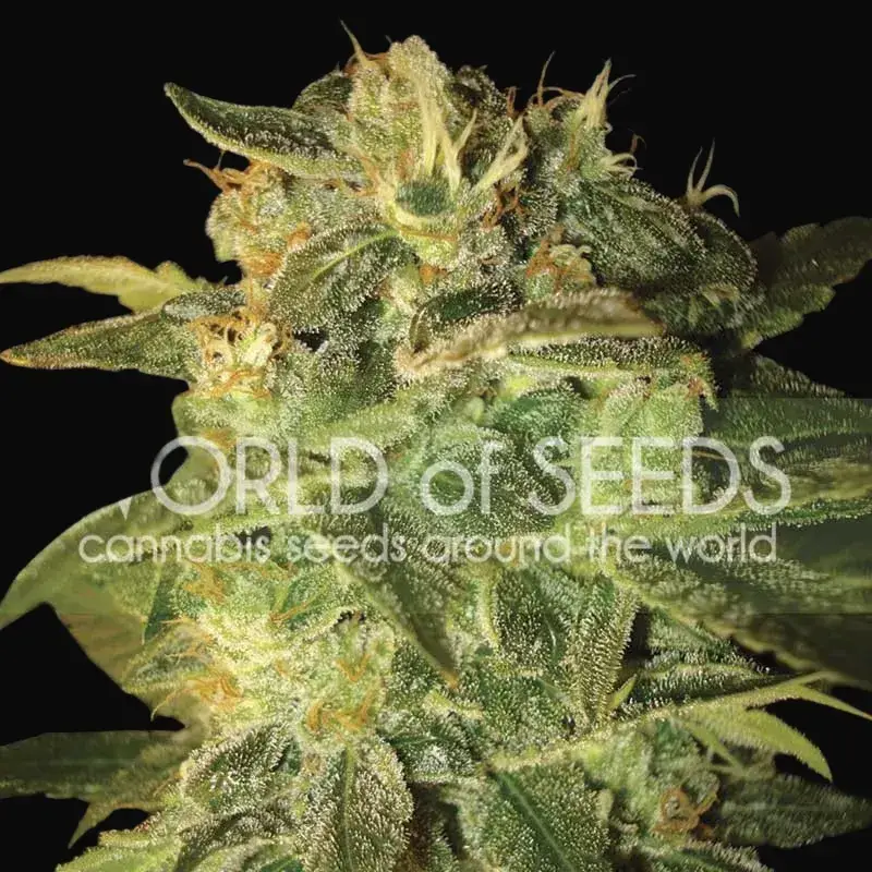 Sugar Mango Ryder