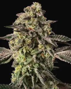 Sugar Rock