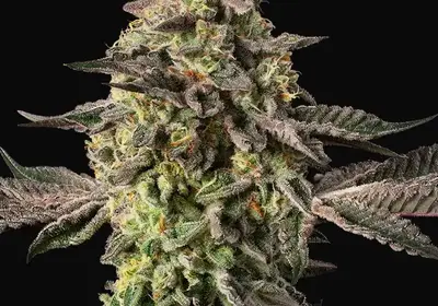Sugar Rock