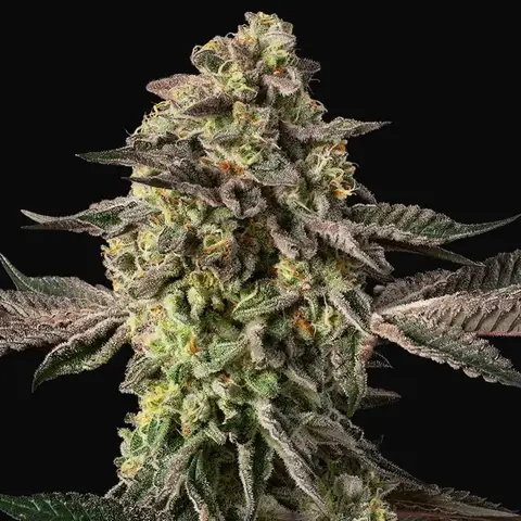 Sugar Rock