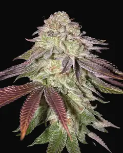 Sugarlato Auto