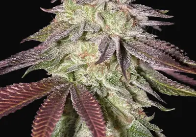 Sugarlato Auto