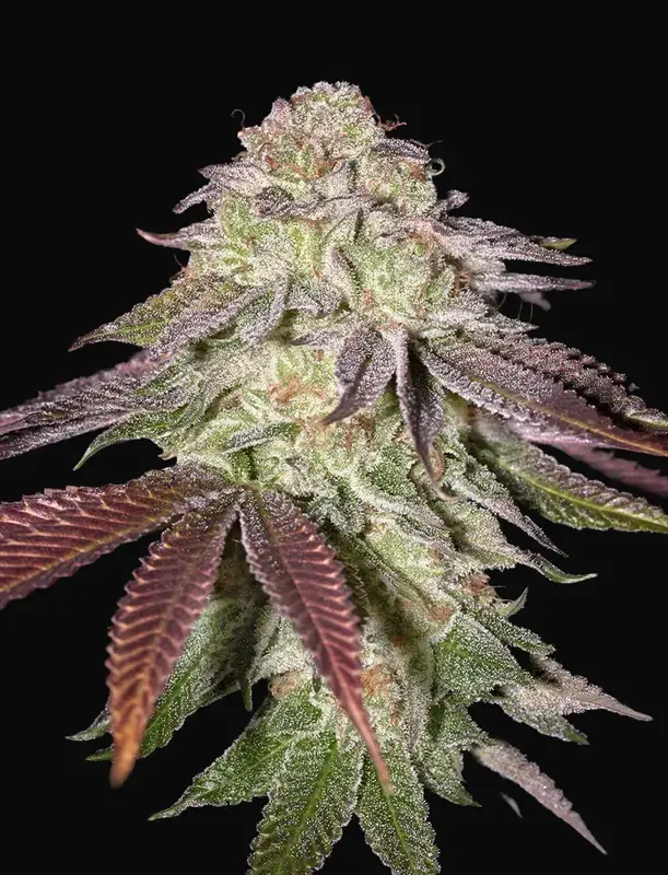 Sugarlato Auto