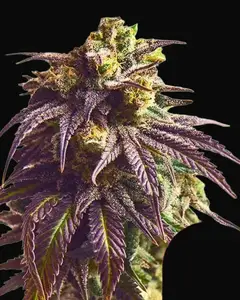 Sundae Driver