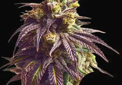 Sundae Driver